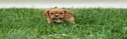 Cavalier King Charles Spaniel dogs for sale: Mocha 🐶✨ - Ad 17