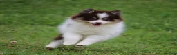 Pomsky dogs for sale: Tessa - Ad 1