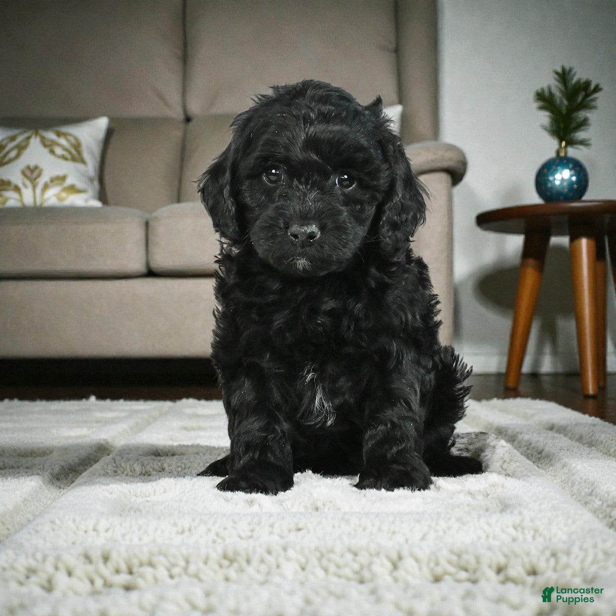 Cockapoo dogs cindy - Ad 12