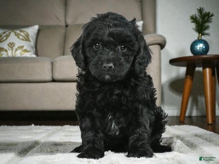 Cockapoo dogs cindy - Ad 12