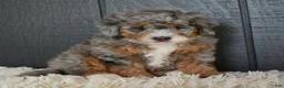 Mini Bernedoodle dogs for sale: Jazzie F1b - Ad 8