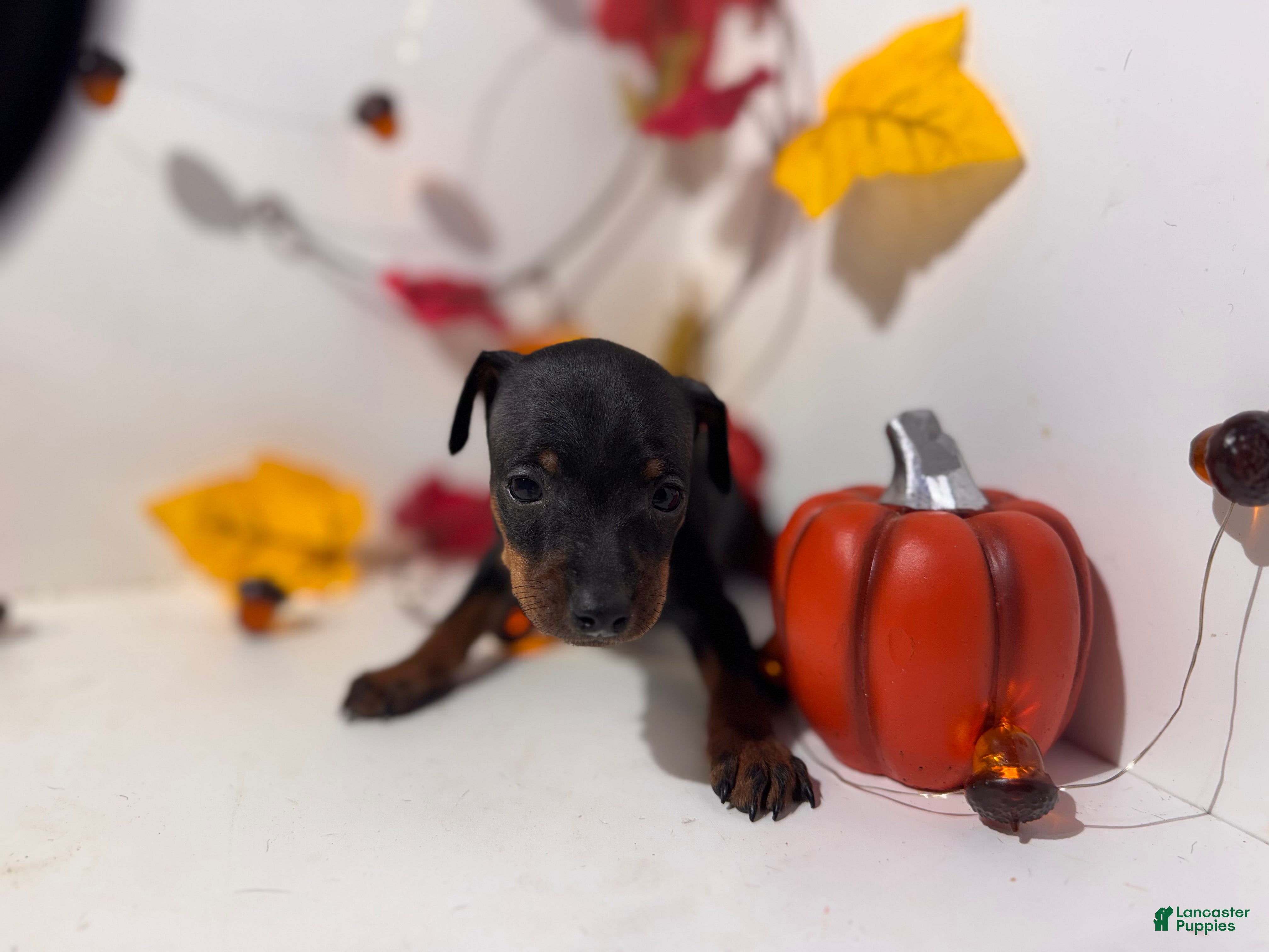 Miniature Pinscher dogs Nala - Ad 29