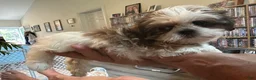 Shih Tzu dogs for sale: Shih Tzu 1 - Ad 2