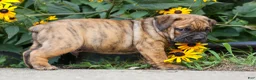 Beabull dogs for sale: Archie 🐶 - Ad 8