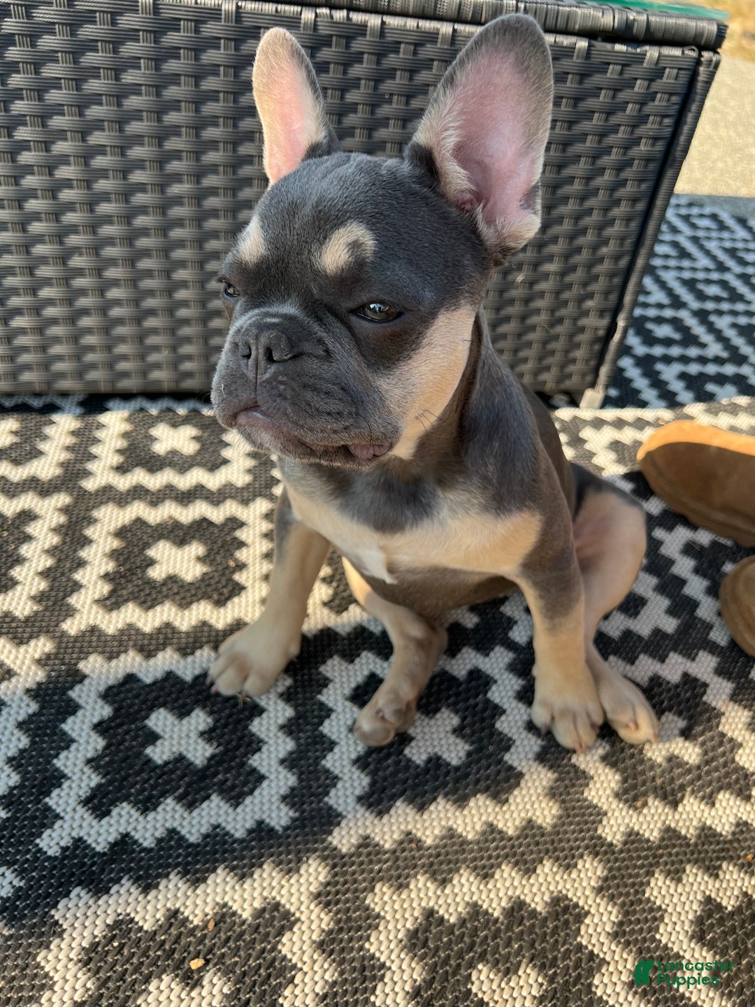 French Bulldog dogs for sale: Reese - Ad 6