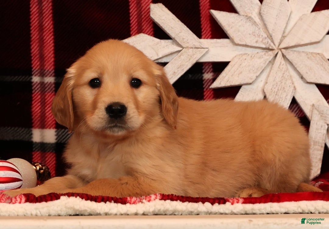 Golden Retriever dogs for sale: Ginger - Ad 3