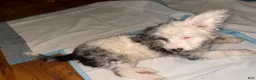Aussiedoodle dogs for sale: Aussiedoodle 1 - Ad 4