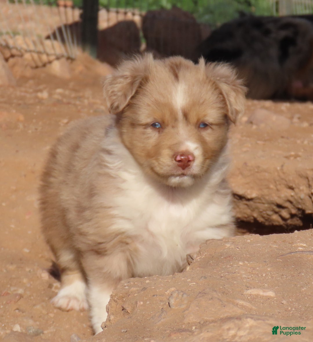 Miniature Australian Shepherd dogs for sale: Red merle girl with blue eyes - Ad 6