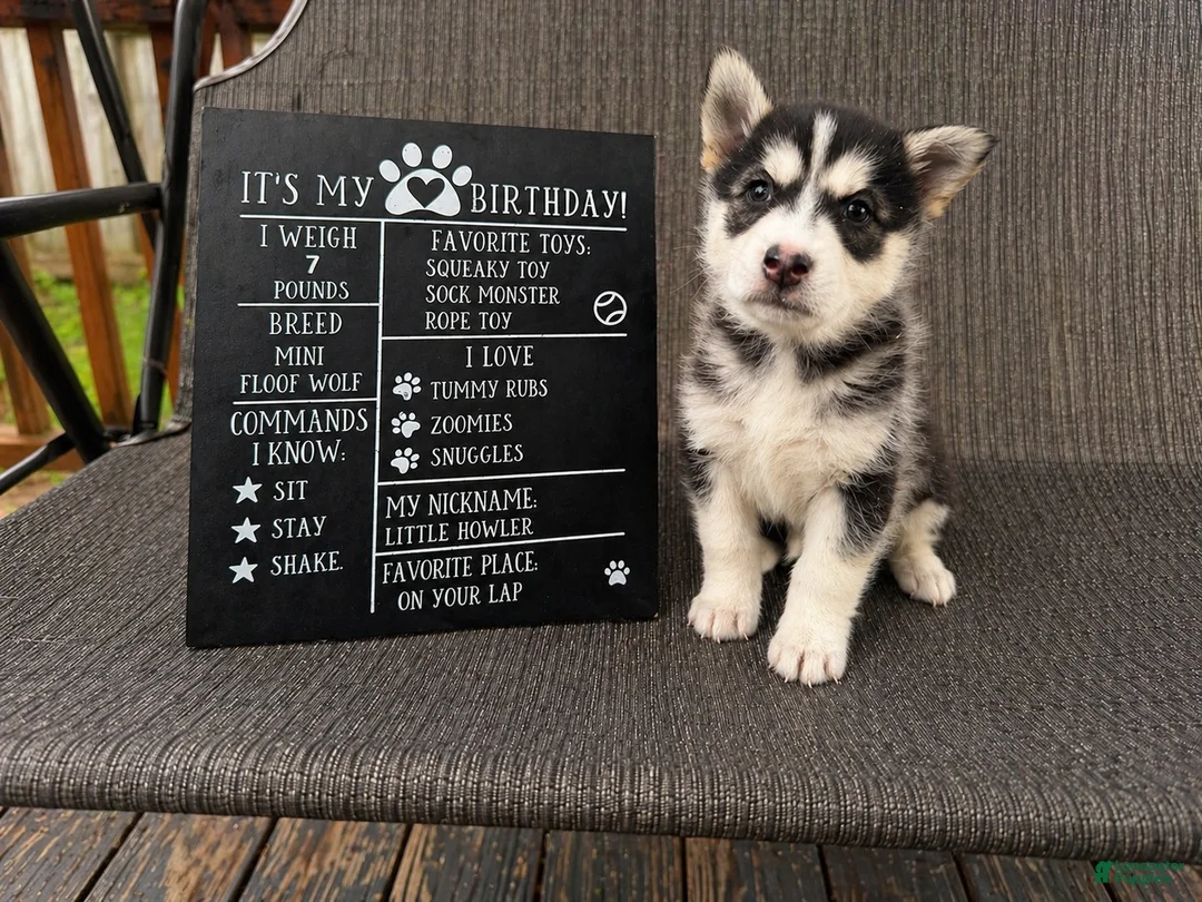 Mixed Breed dogs for sale: Nova - Ad 1