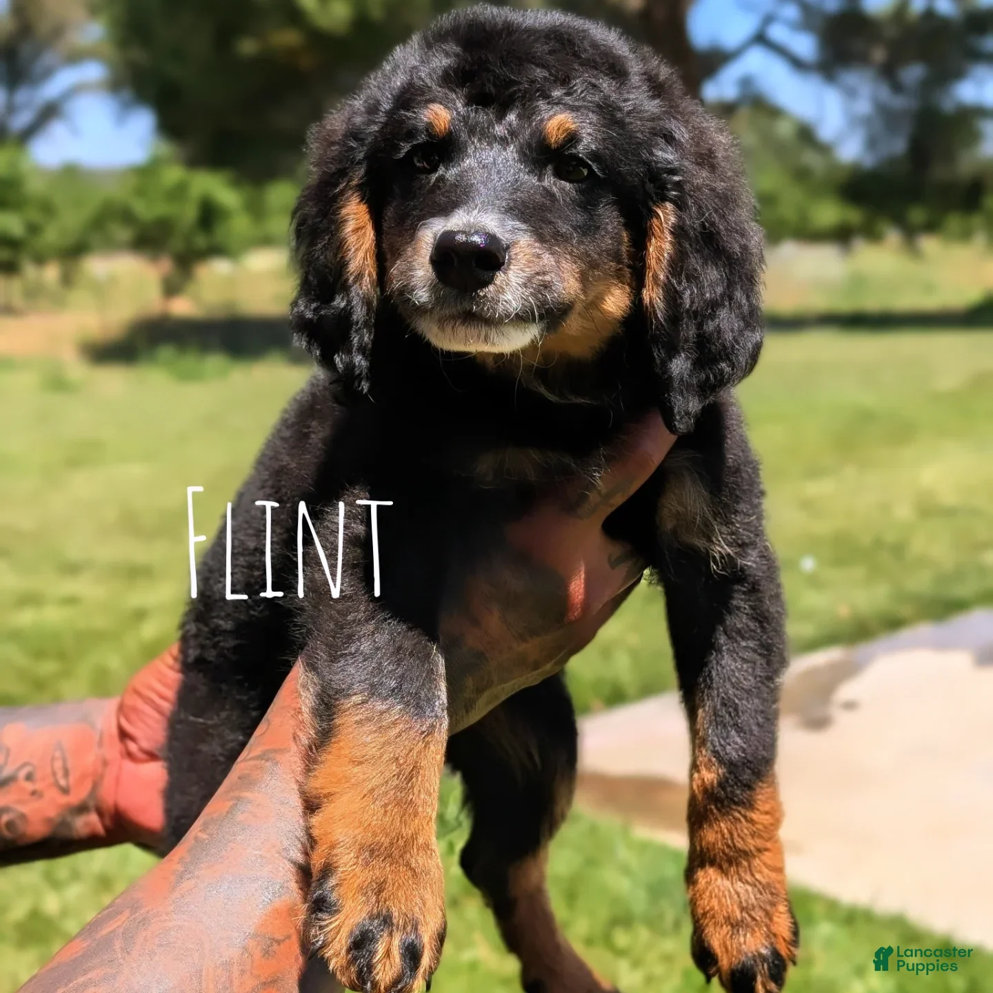 Mixed Breed dogs flint - Ad 1