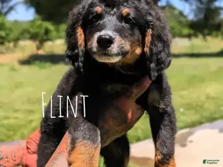 Mixed Breed dogs for sale: flint - Ad 2