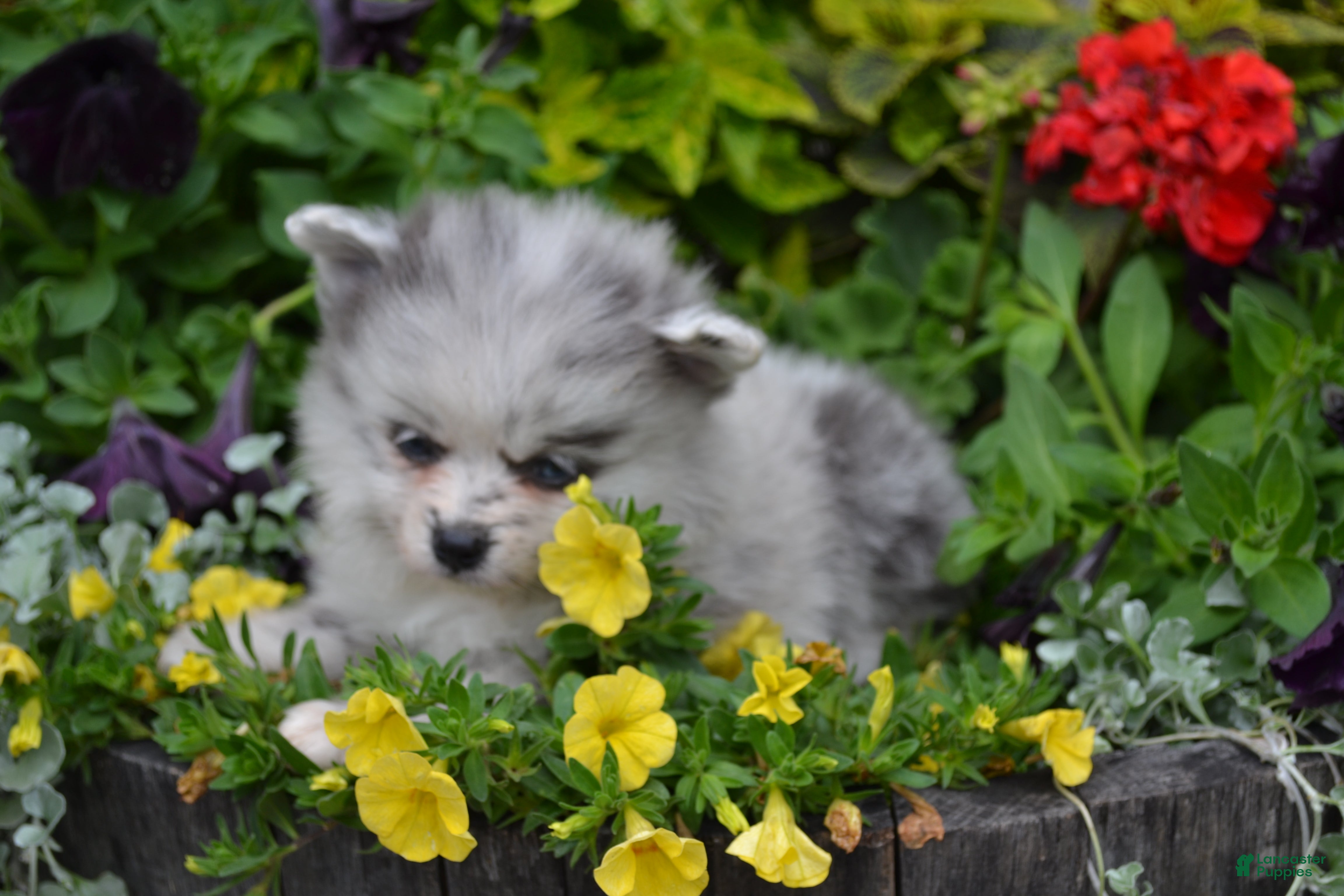 Pomeranian dogs Wynter - Ad 4