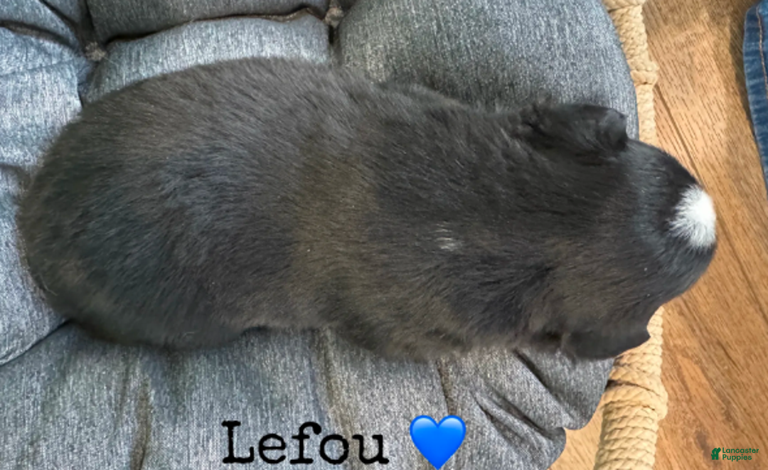 Miniature Australian Shepherd dogs for sale: Lefou - Ad 7