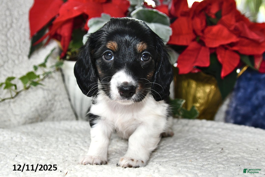 Miniature Dachshund dogs for sale: Laddy - Ad 3