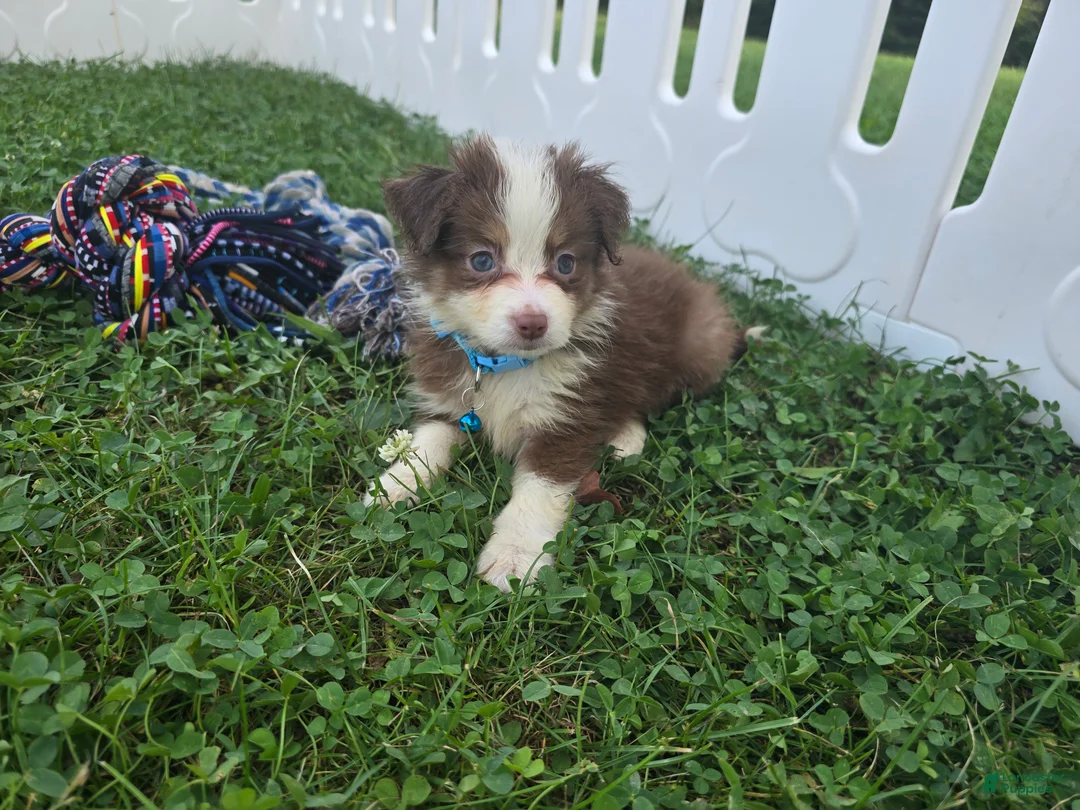 Toy Australian Shepherd dogs for sale: Boy 4 - Ad 1