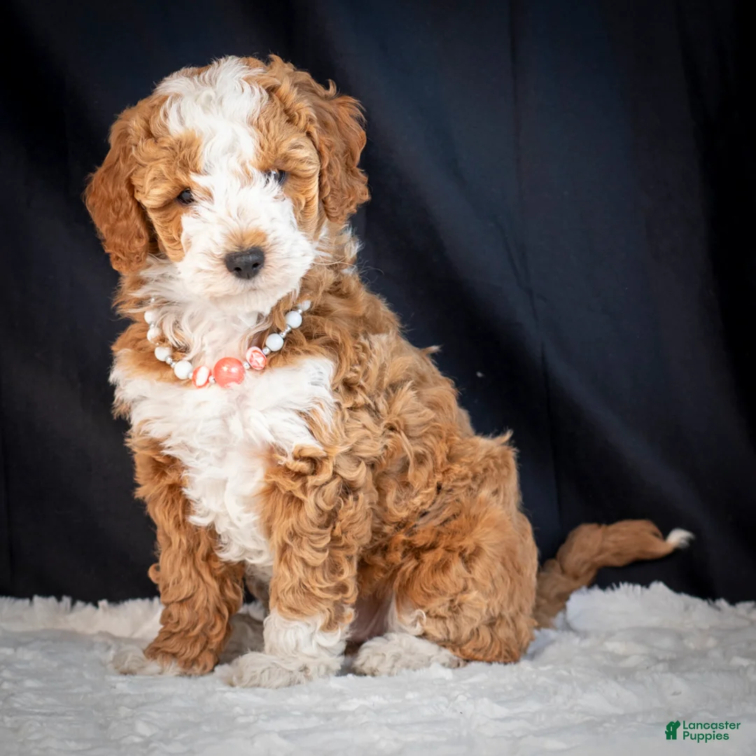 Mini Goldendoodle dogs for sale: Blossom - Ad 1