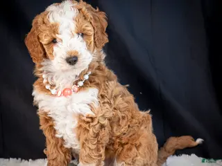 Mini Goldendoodle dogs Blossom - Ad 4