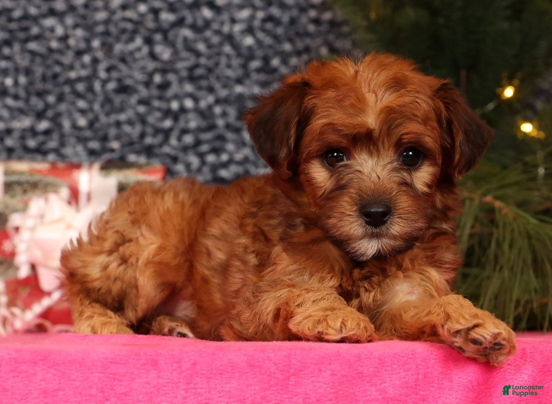 Yorkiepoo dogs for sale: Melanie - Ad 4