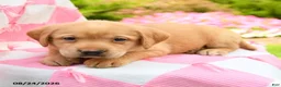 Labrador Retriever dogs for sale: Graham - Ad 3