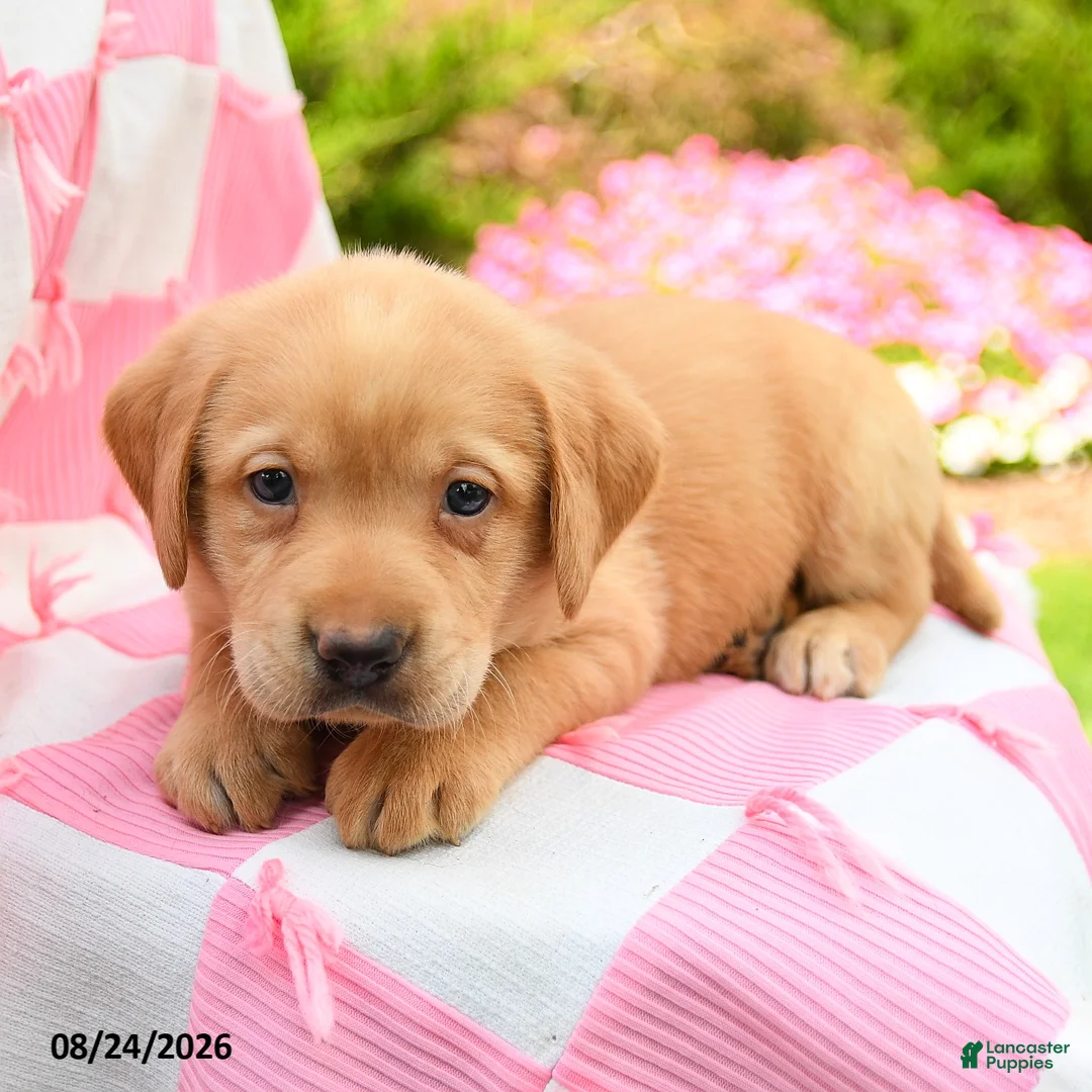 Labrador Retriever dogs for sale: Graham - Ad 3