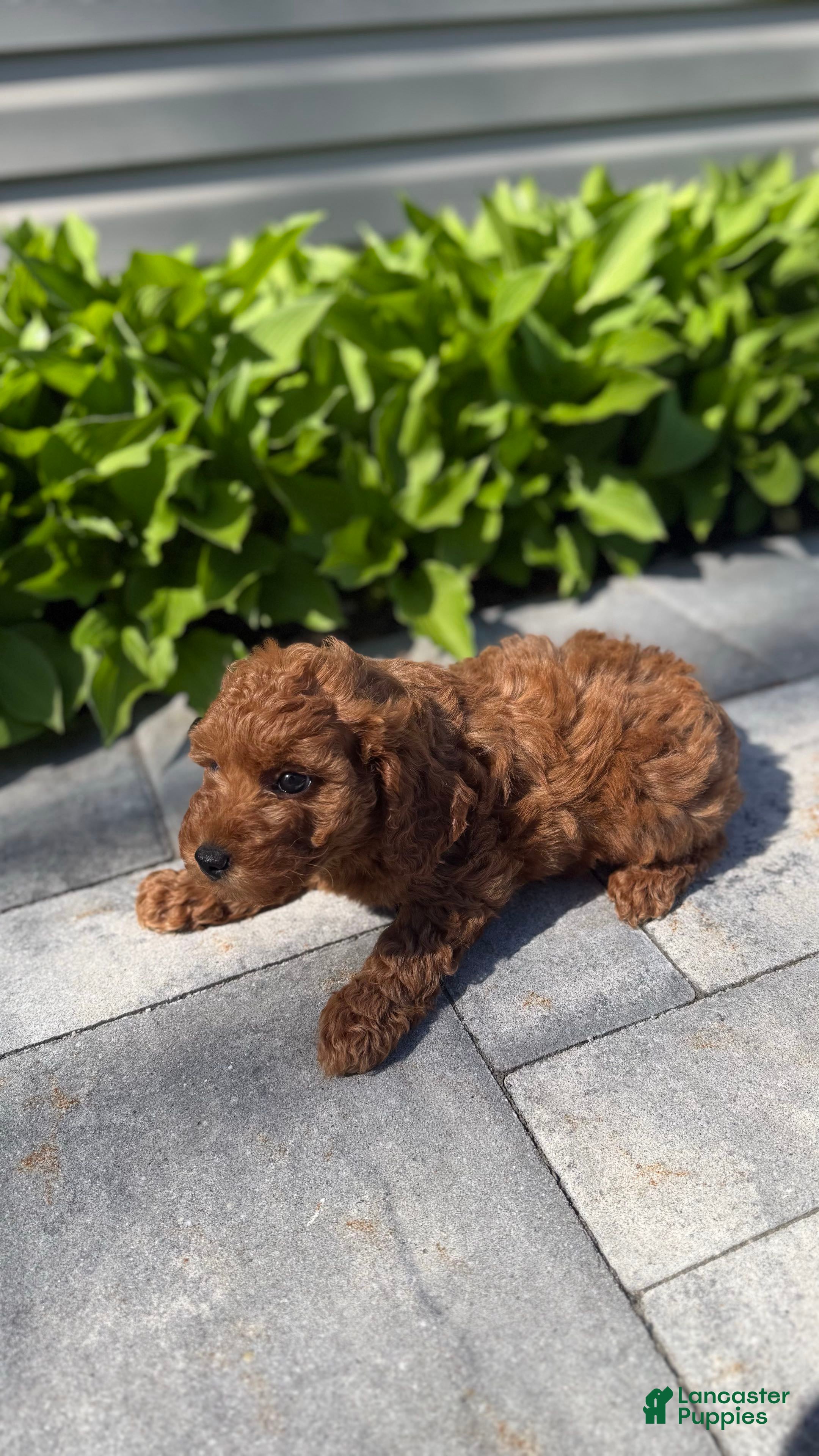 Mini Goldendoodle dogs Mini Goldendoodle Puppy 1 - Ad 5