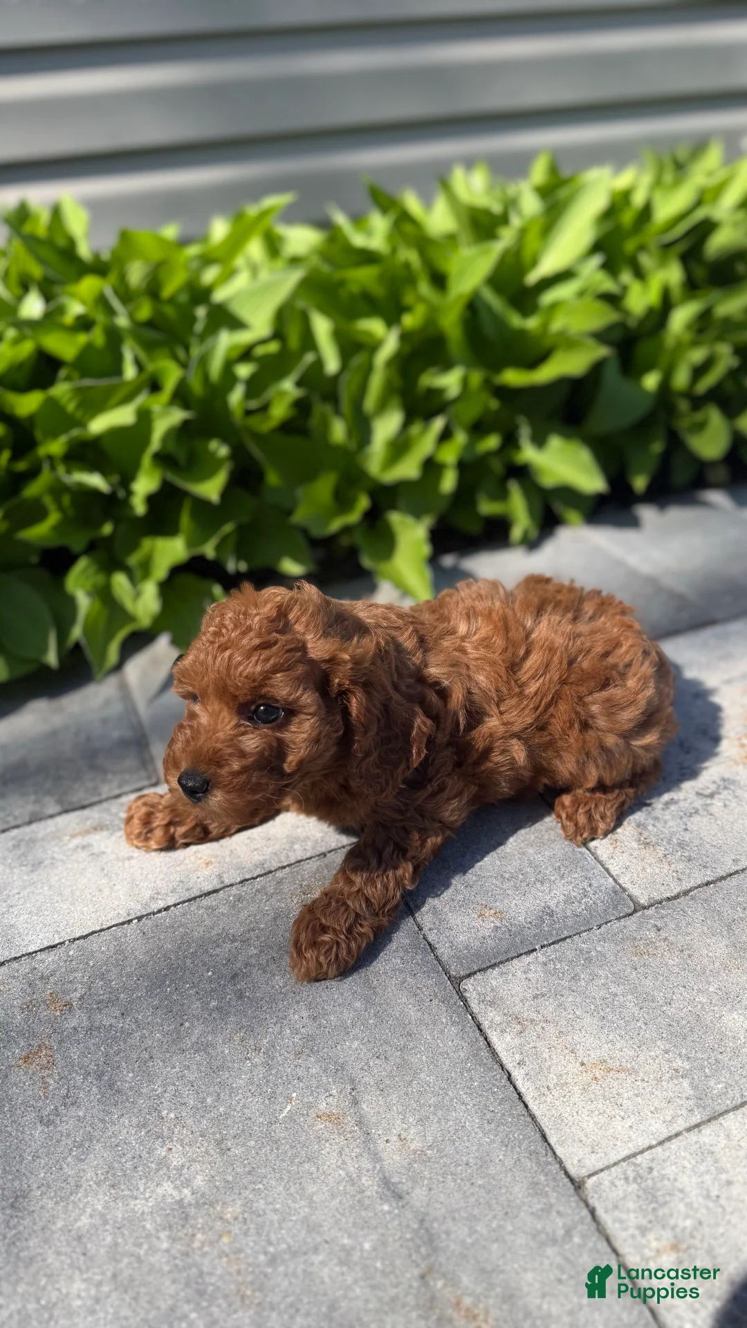 Mini Goldendoodle dogs for sale: Mini Goldendoodle Puppy 1 - Ad 1