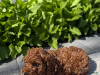 Mini Goldendoodle dogs Mini Goldendoodle Puppy 1 - Ad 5
