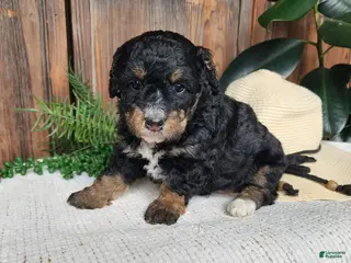 Mini Bernedoodle dogs Karly - Ad 27
