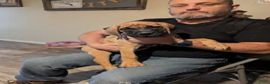 English Mastiff 1