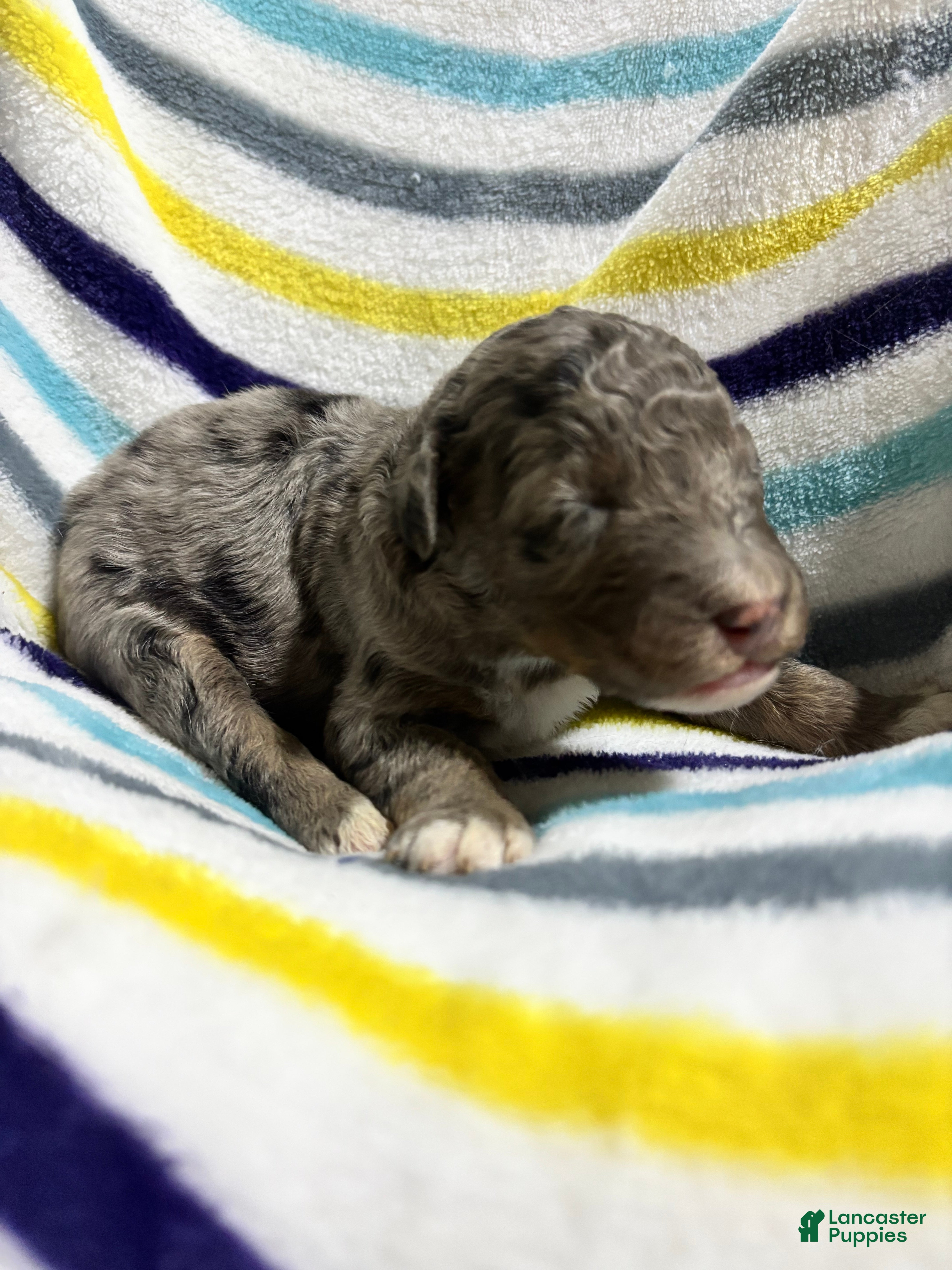 Aussiedoodle dogs Aussiedoodle 1 - Ad 2