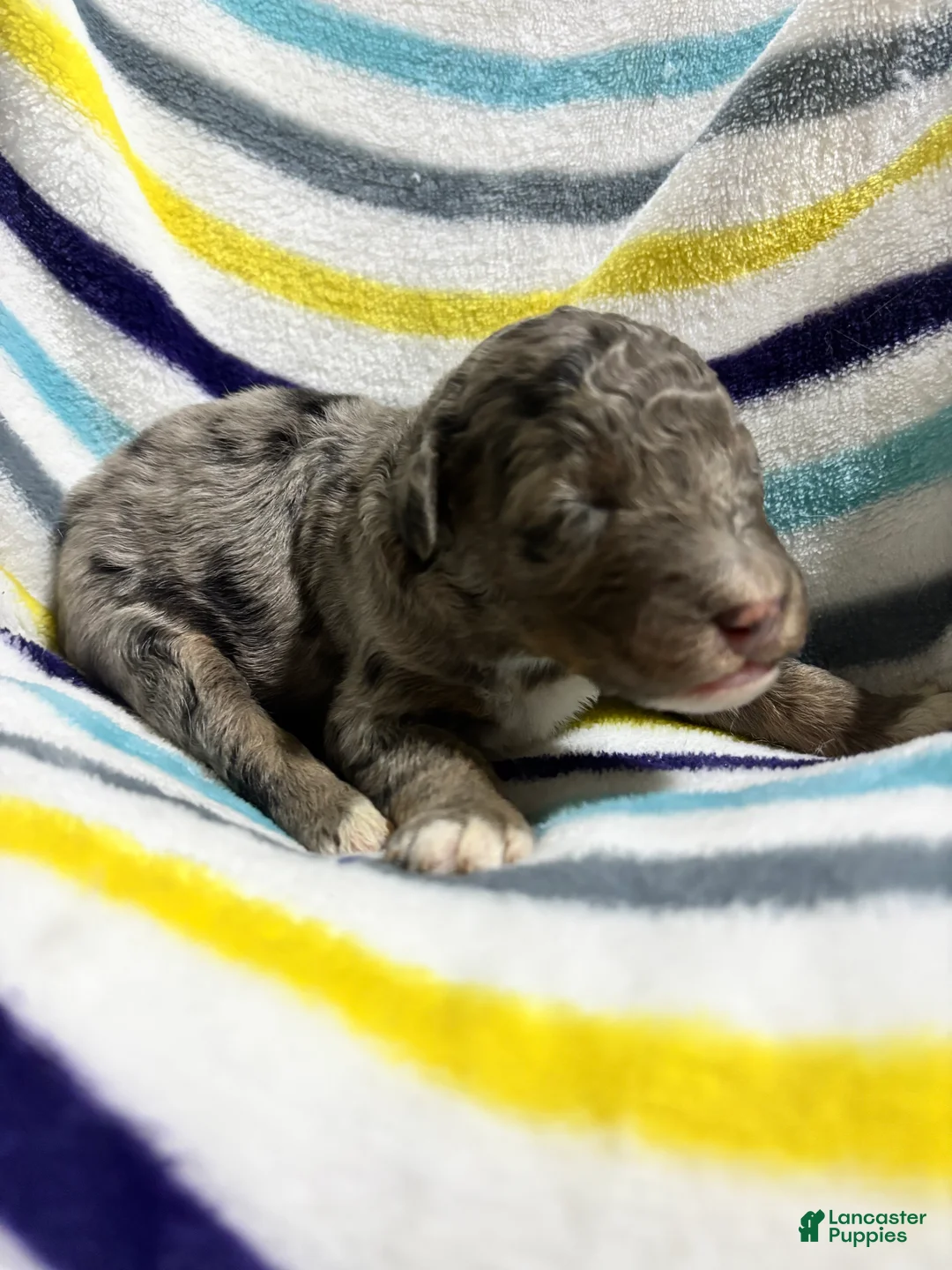 Aussiedoodle dogs for sale: Aussiedoodle 1 - Ad 2
