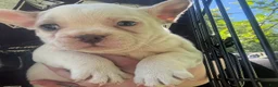 French Bulldog dogs for sale: French Bulldog Puppy 7 (standard fur) - Ad 15