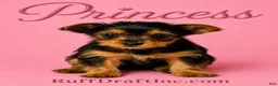 Yorkshire Terrier dogs for sale: Princess - Ad 1
