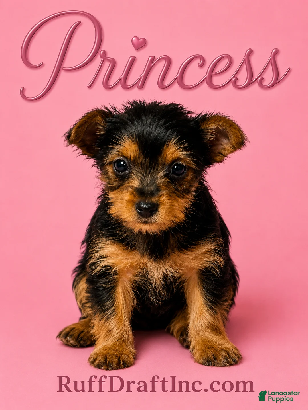 Yorkshire Terrier dogs for sale: Princess - Ad 1