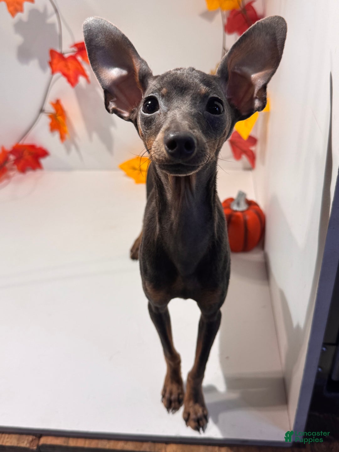 Miniature Pinscher dogs for sale: Milo - Ad 2