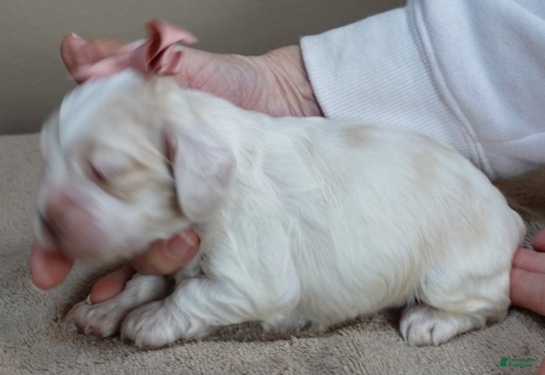 Cocker Spaniel dogs for sale: Cocker Spaniel Puppy 1 - Ad 4