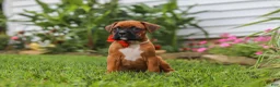 Boxer dogs for sale: Rascal - Ad 17