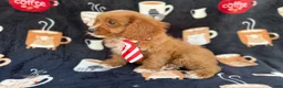 Cavapoo dogs for sale: Bentley  - Ad 6