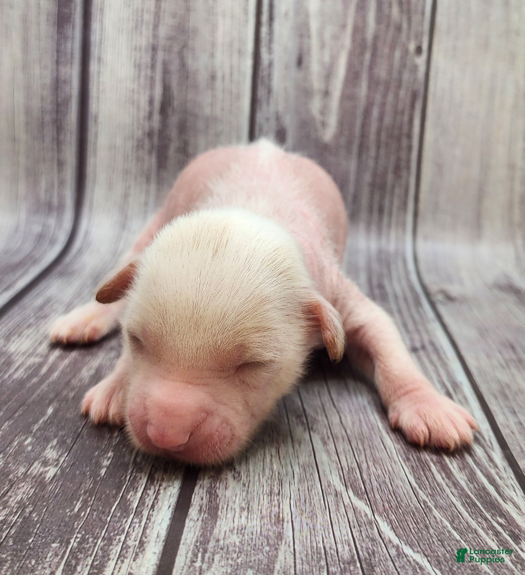 Mixed Breed dogs Fitz - Ad 2