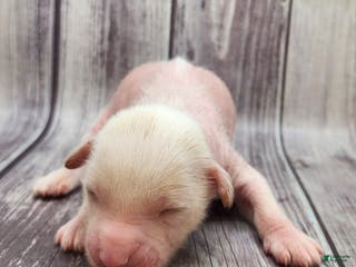 Mixed Breed dogs Fitz - Ad 18