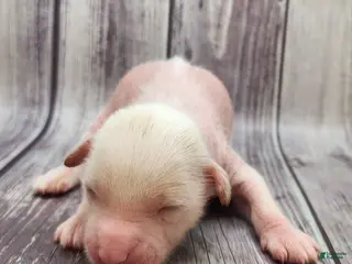 Mixed Breed dogs Fitz - Ad 2