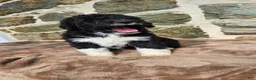 Portuguese Water Dog dogs for sale: David - Ad 8