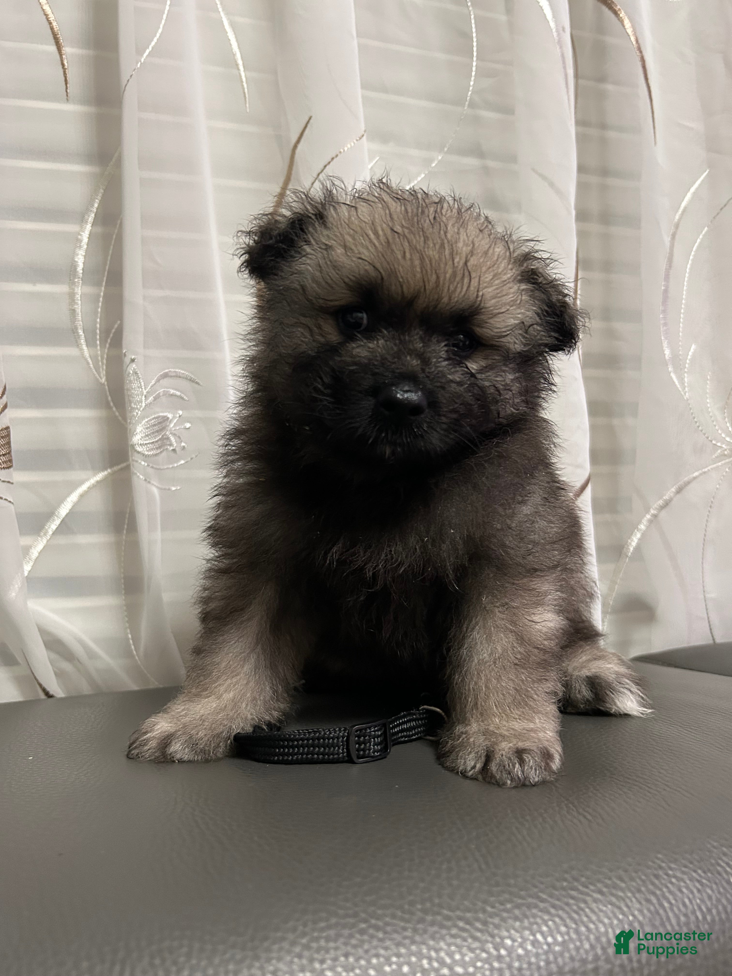 Keeshond dogs Jasper  - Ad 3