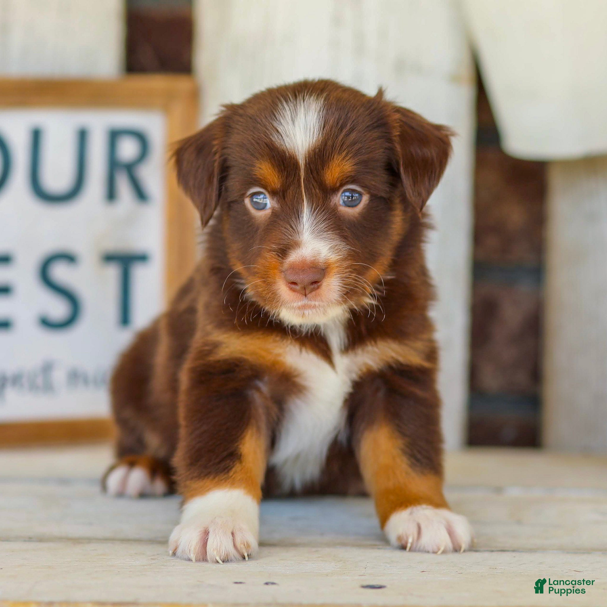 Miniature Australian Shepherd dogs Blaze - Ad 1