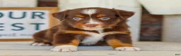 Miniature Australian Shepherd dogs for sale: Blaze - Ad 1