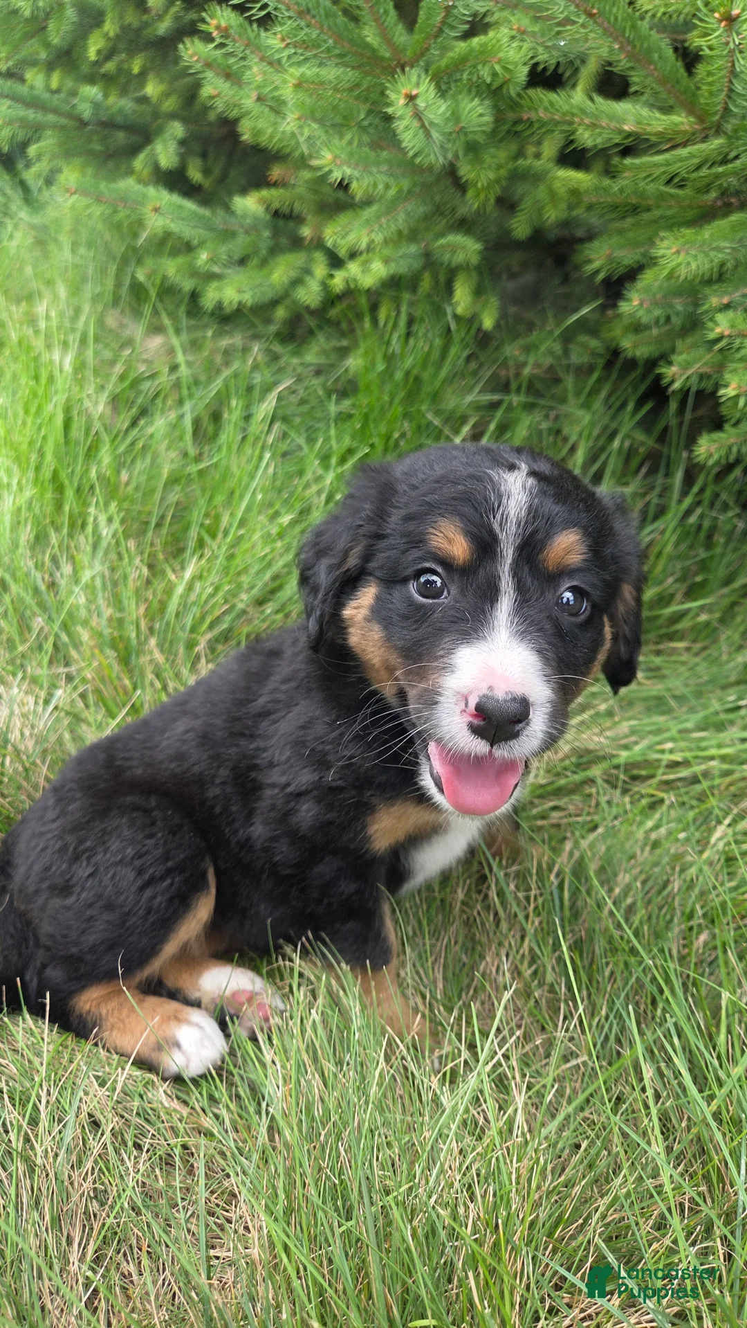 Bernedoodle dogs for sale: Bernedoodle Silver - Ad 2