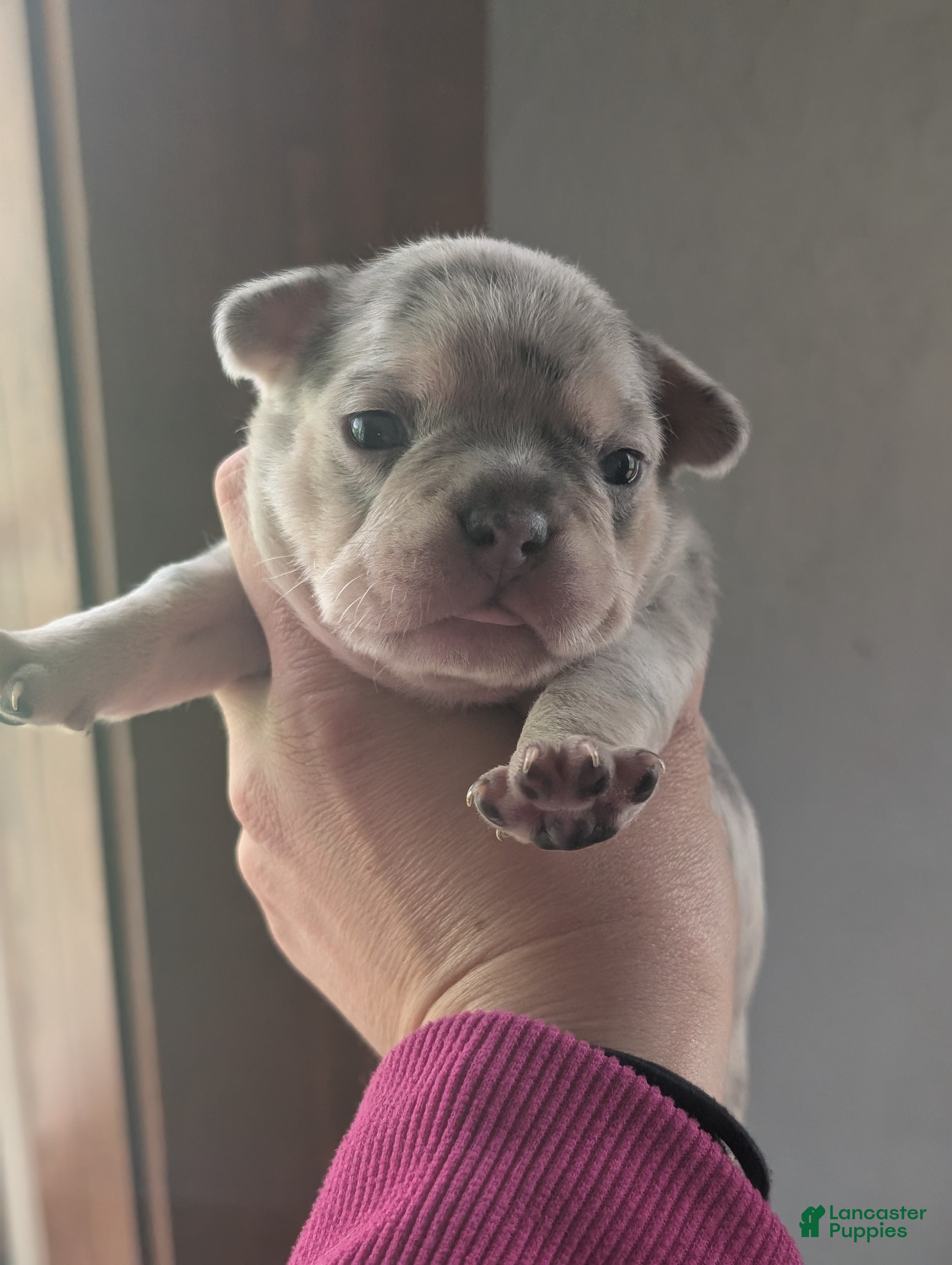 French Bulldog dogs Waffle  - Ad 12