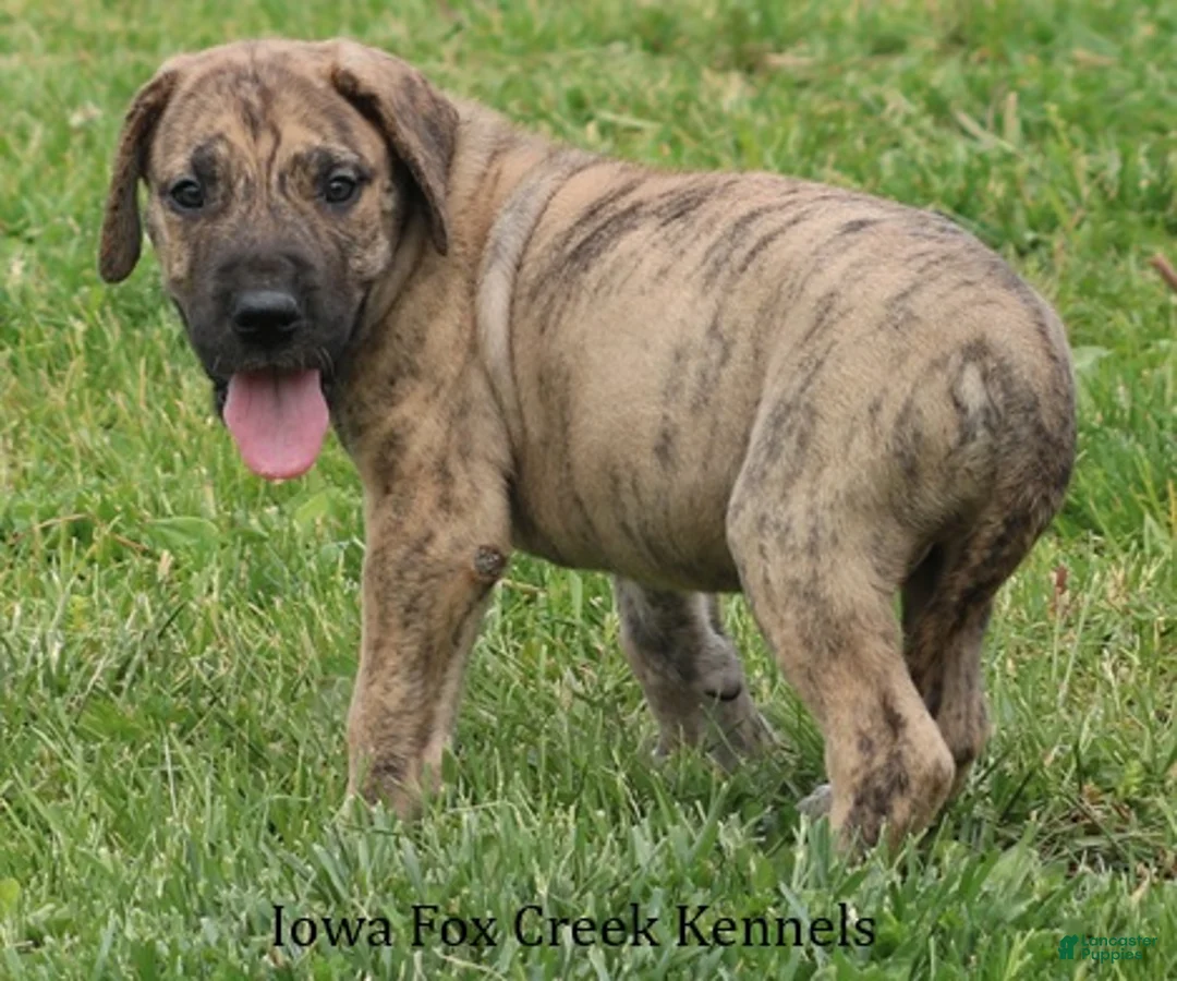 Great Dane dogs for sale: Murphy - Ad 2