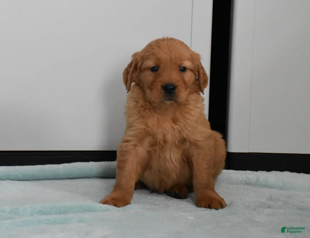 Golden Retriever dogs for sale: Ranger    Genetic/OFA - Ad 13
