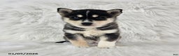 Pomsky dogs for sale: Rose  - Ad 3